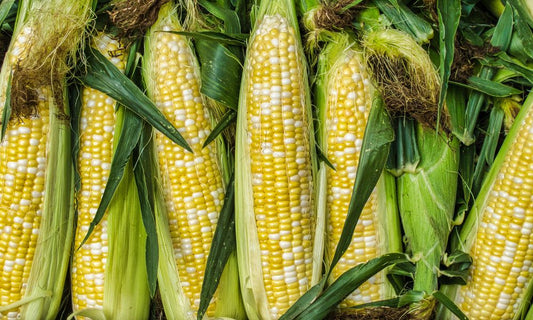 Different Types of Packaging for Sweet Corn