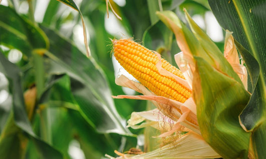 4 Ways Farmers Can Increase Their Corn Yield