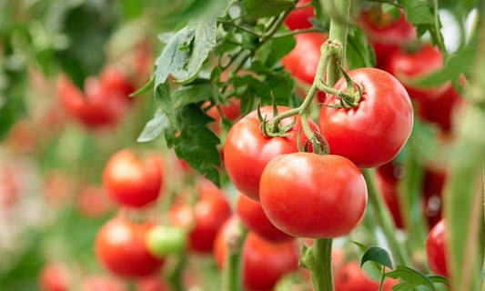 When Should Tomatoes Be Harvested? A Farmer's Guide