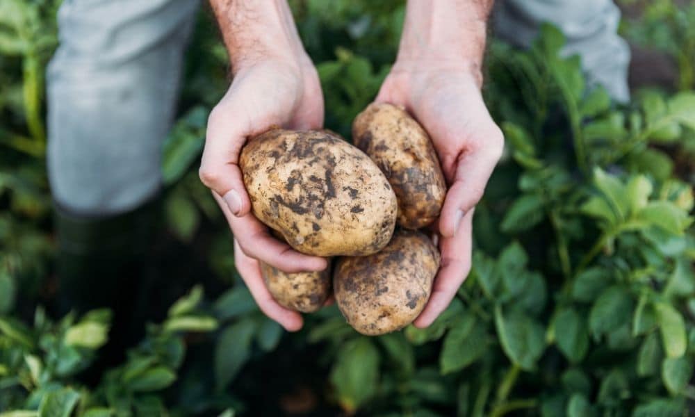 Potato Grow Bags: The Key to a Convenient, Pest-free, and