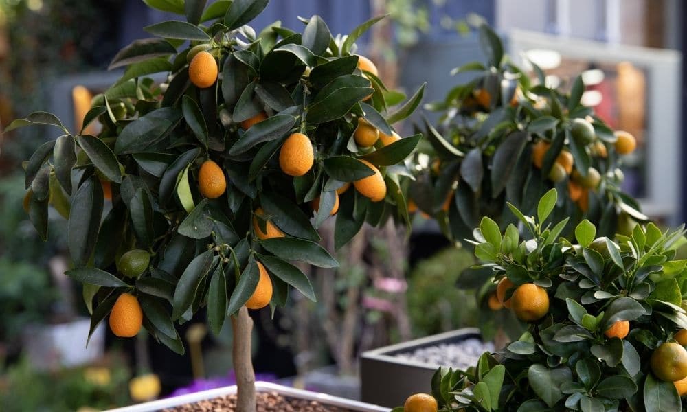 dwarf fruit trees in containers
