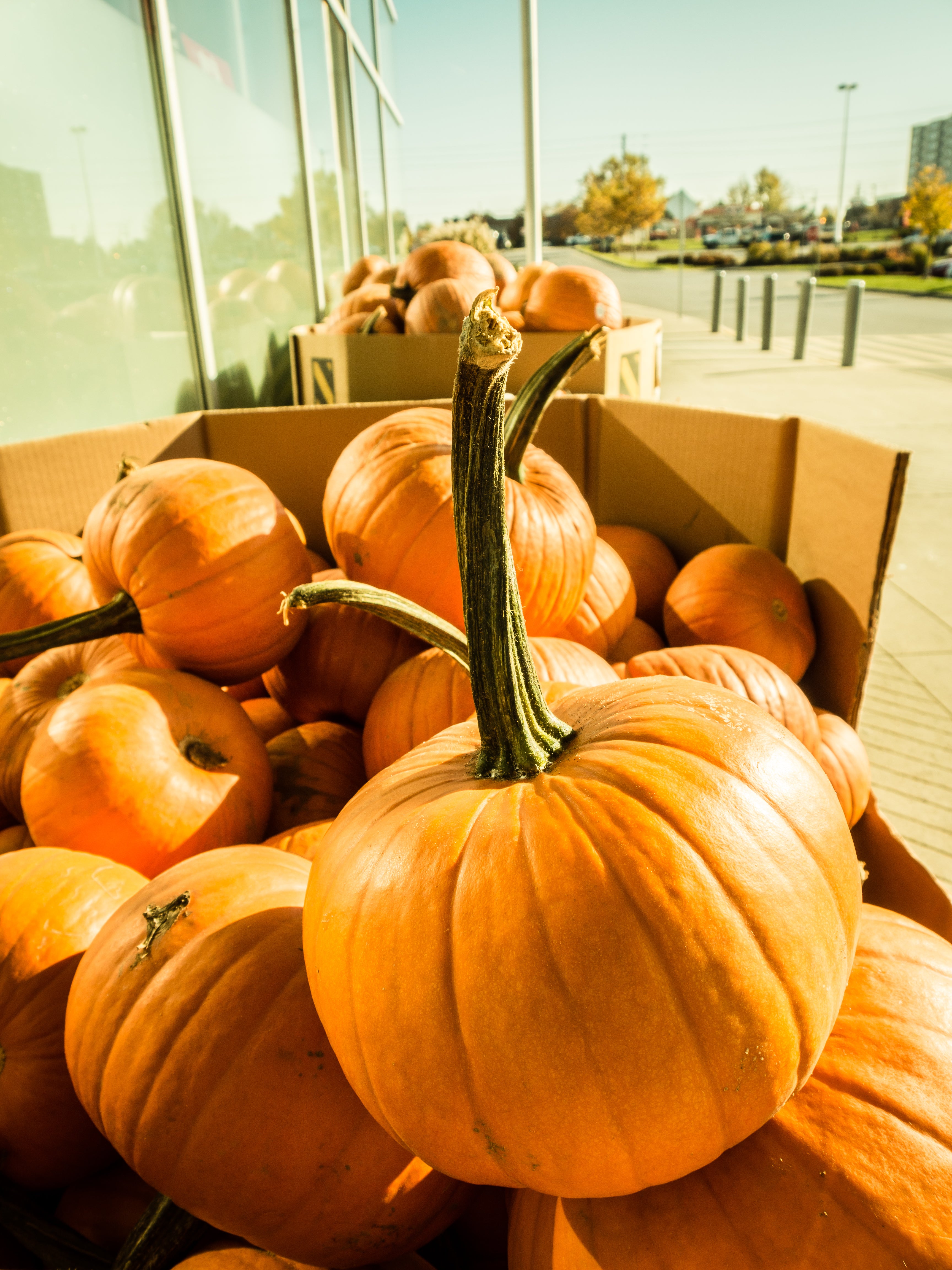 Cardboard Produce Bins Produce Bins for Sale Globe Bag