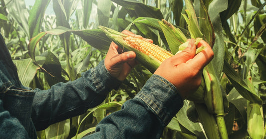 A farmer pulls back a green corn husk to inspect a yellow ear while standing among tall stalks in a sunny field.