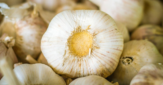 A large garlic bulb fills the foreground as a pile of whole garlic bulbs fades softly into the background.