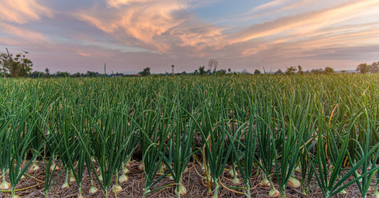 A field of green onion plants stretches beneath a colorful sunset, with mature bulbs visible above the soil.