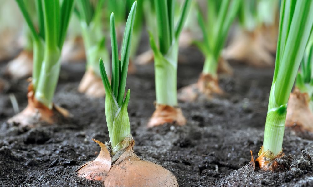 4 Tips for Getting Your Onions To Grow Bigger