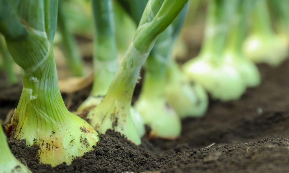 Tips for Planting and Growing Onions Outdoors