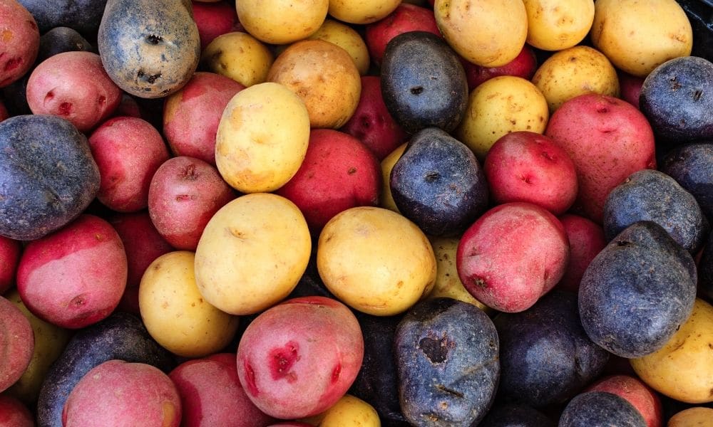 How To Grow Potatoes During the Winter Season