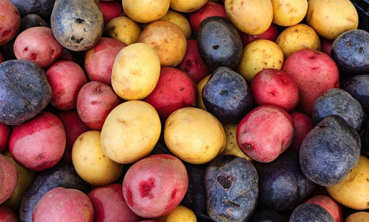 How To Grow Potatoes During the Winter Season