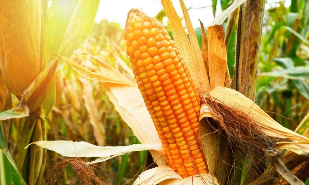 Everything You Need To Know About Growing Sweet Corn