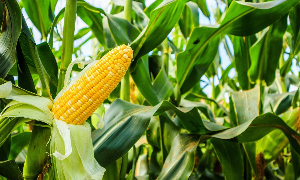 How To Improve Your Corn Crop Yield: 8 Tips
