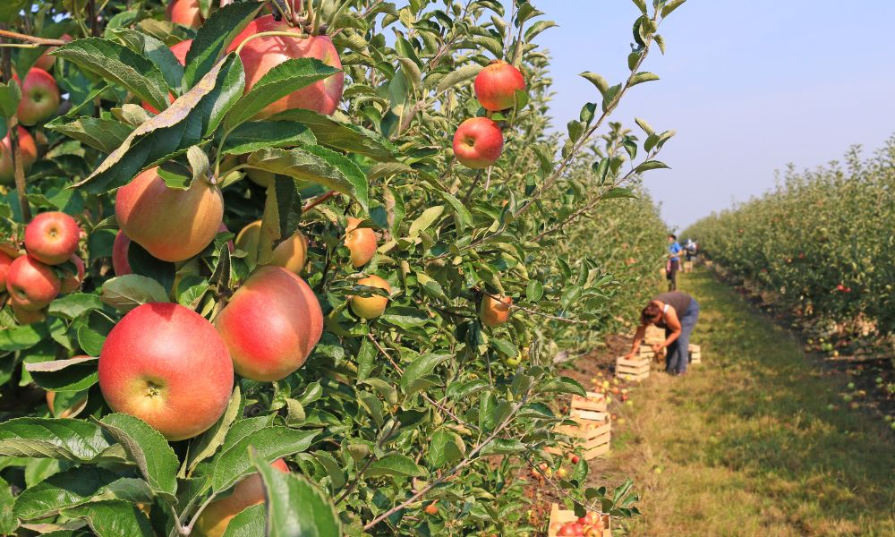 What You'll Need To Start an Apple Orchard