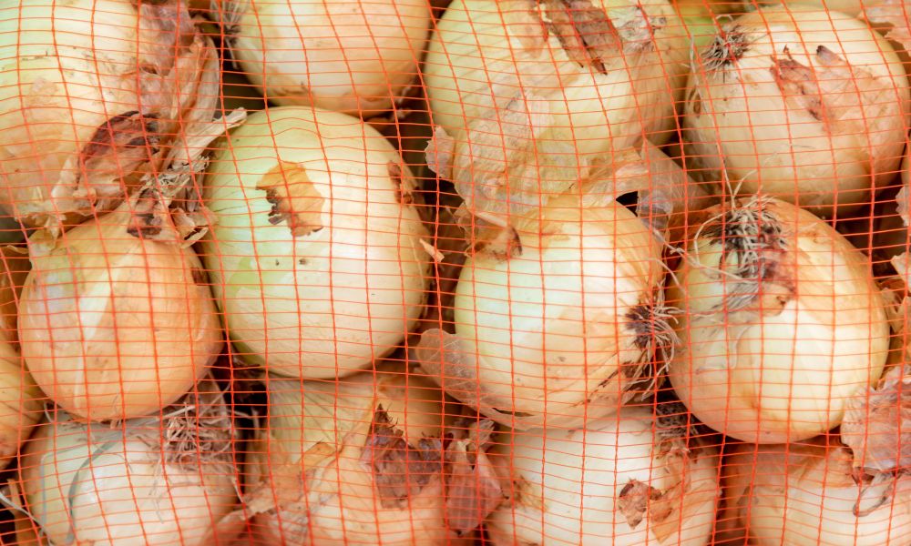 How To Actually Tell if an Onion Has Gone Bad