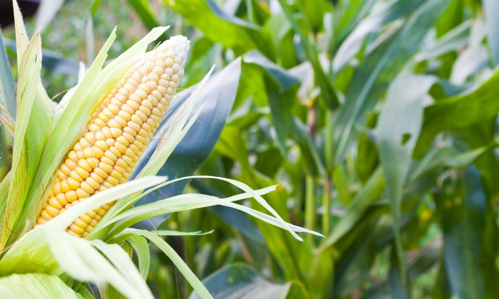 5 Different Types of Corn Grown in the US