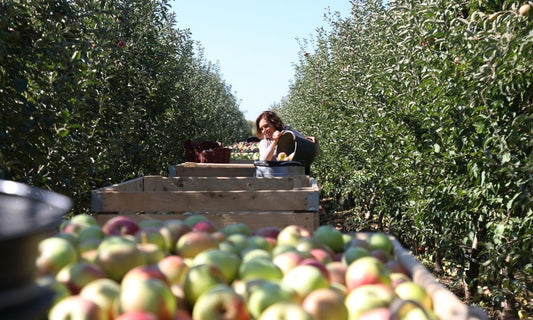 4 Tips for Safely Storing Your Apple Harvest