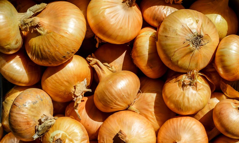Can You Grow Onions in a Hydroponic System?