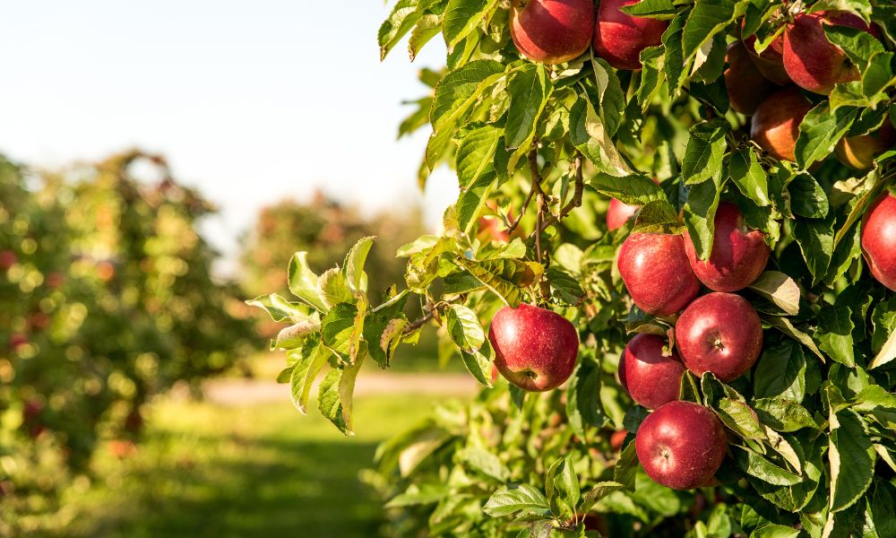 Green Apple Tree Photo