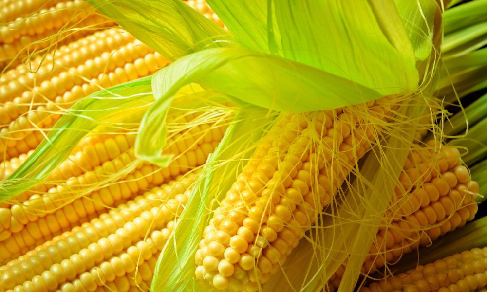 The Surprising Difference Between Corn and Maize