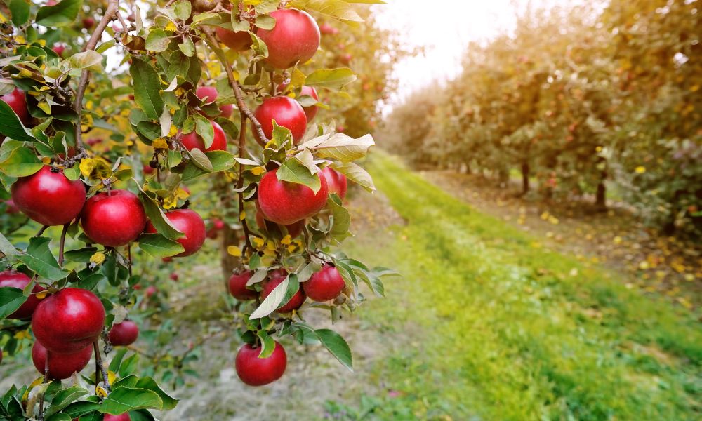 Apple Orchards: Discover the Best Seasonal Picks Apple Orchards: Discover the Best Seasonal Picks