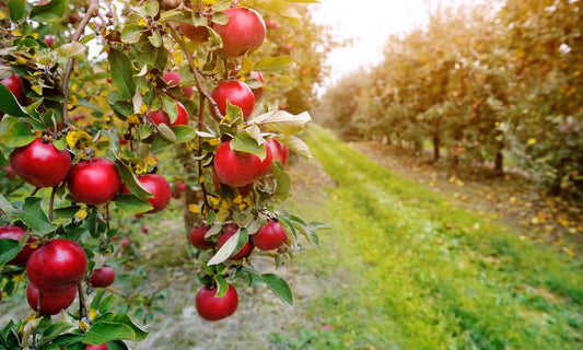 Everything You Need To Know About Running an Apple Orchard