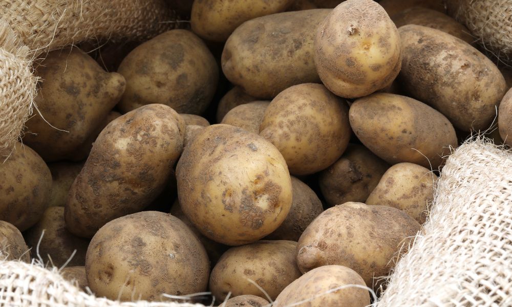 A Quick Guide on How Farmers Can Sell Potatoes in Bulk