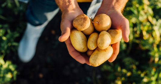 How Potatoes Are Grown and Sold to the Public