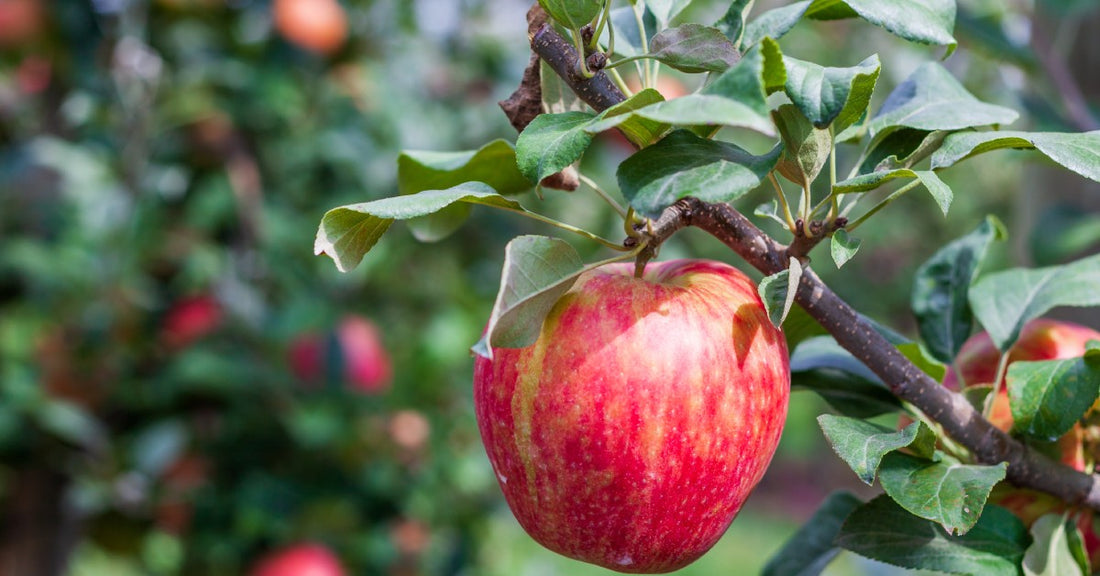 Sunlight shines on a ripe Honeycrisp apple as it hangs on an apple tree branch in a farmer's orchard.