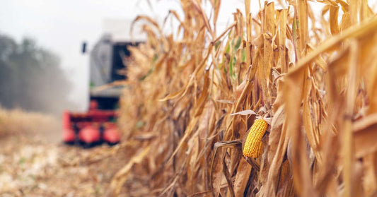 An ear of yellow field corn is visible as a combine harvester moves through a field during the corn harvest.