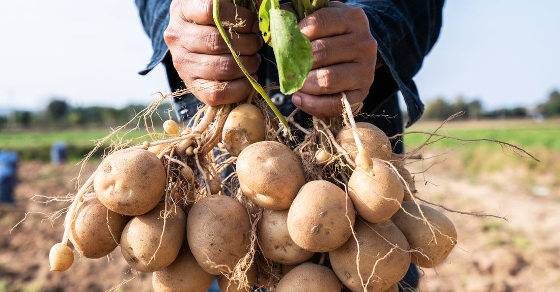 A farmer holds two bunches of white potatoes by their tops. A large dirt farming plot is in the distance.