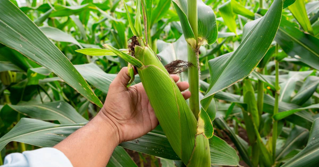 Why Is Producing Corn So Important to the World?