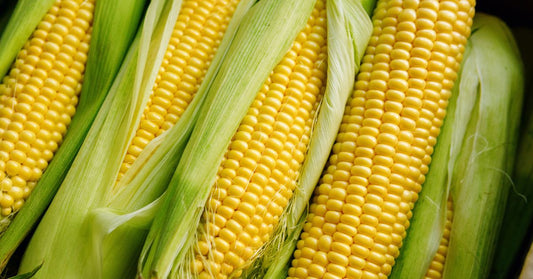 Simple Corn Farming Habits That Limit Environmental Effects