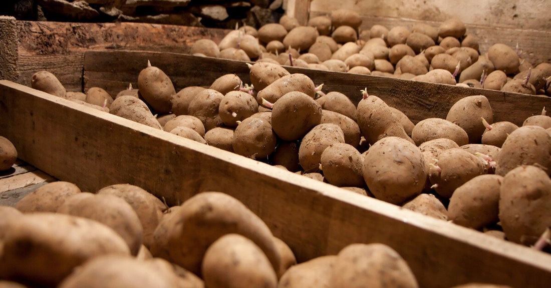 White potatoes sit in three large wooden boxes in a root cellar. Many of the potatoes have begun to sprout.