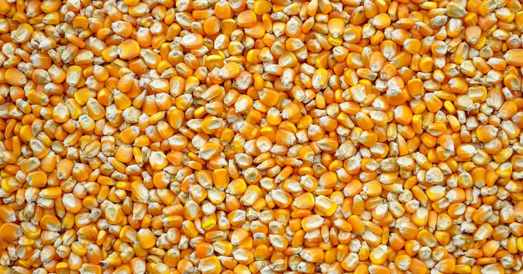Fan Corn How To Properly Preserve Field Corn for Long Storage