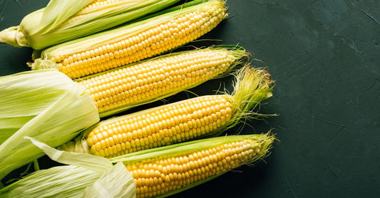 Educating Consumers on the Uses of Different Corn Types