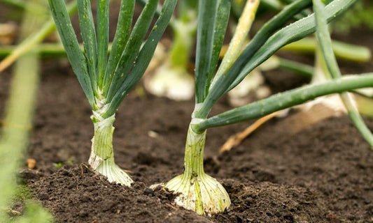 General Tips for Growing and Harvesting Onions