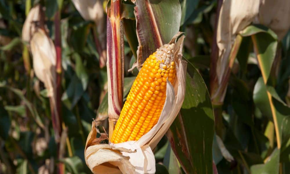 How Is Corn Counted, Harvested, and Transported?