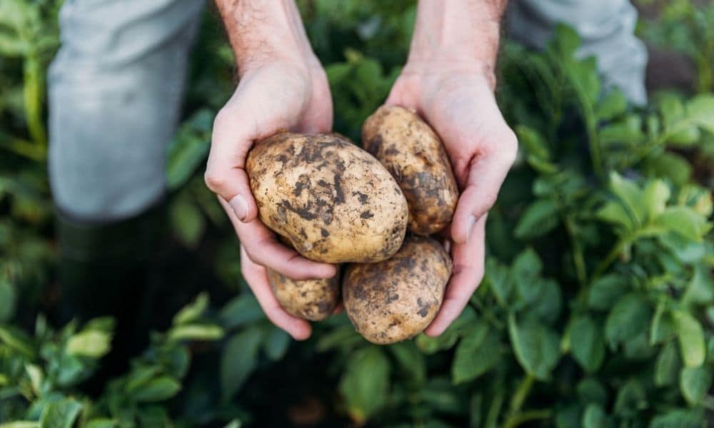 Is It Worth Growing Potatoes on Your Farm?