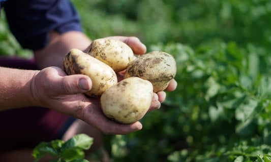 Why Is Dry Matter Important to Potato Production?