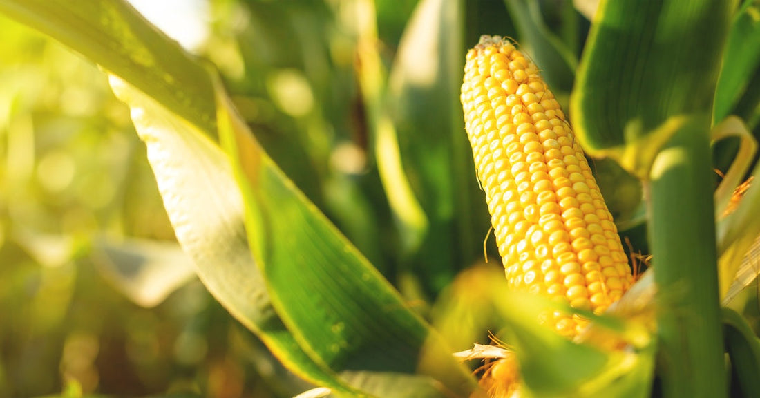A close-up view of a corn cob growing on a corn plant. The cob is surrounded by green husks and stalks.