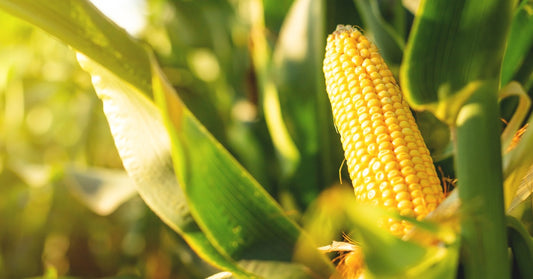 A close-up view of a corn cob growing on a corn plant. The cob is surrounded by green husks and stalks.