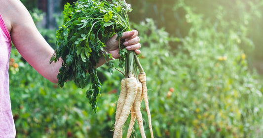 A close-up view of a woman's hand holding a freshly harvested parsley plant with its roots still attached.