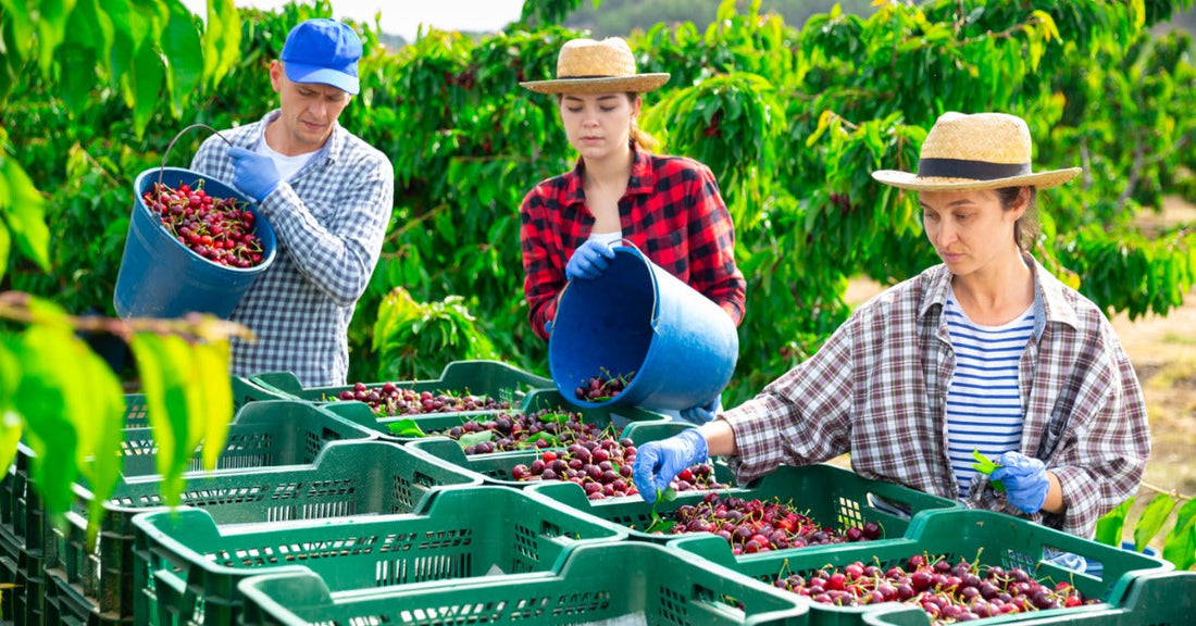 Three workers sort fresh cherries into green crates in an orchard, with trees and hills in the background.