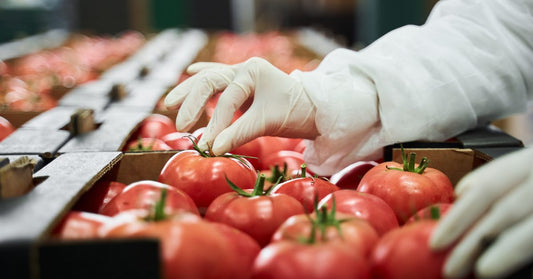 A worker wearing gloves sorts ripe red tomatoes on a conveyor line, placing them into boxes at a busy packing station.