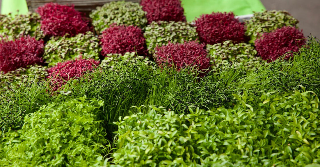 A market table displays dense green microgreens and red sprouts in neat rows beside a small wooden sign.