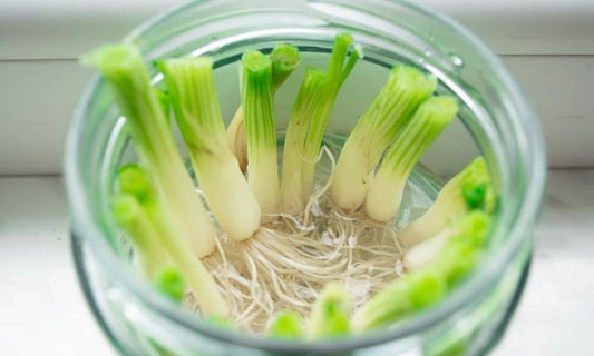 Quick Guide on How To Grow Onions Indoors