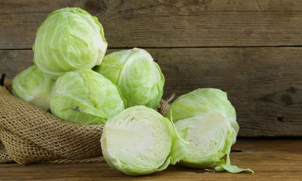 Tips for Growing Cabbages Indoors This Winter
